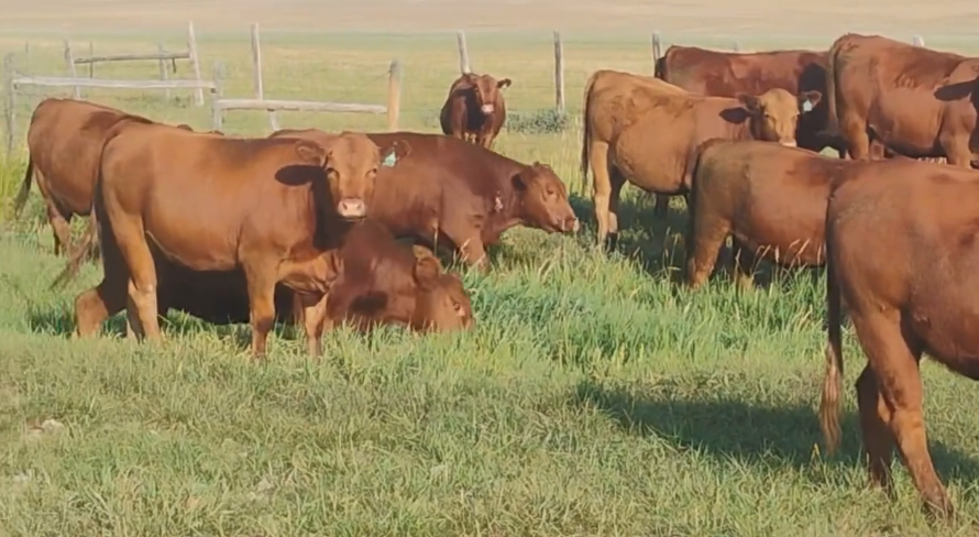 65 Head of Red Angus Bred Heifers- BH908B5